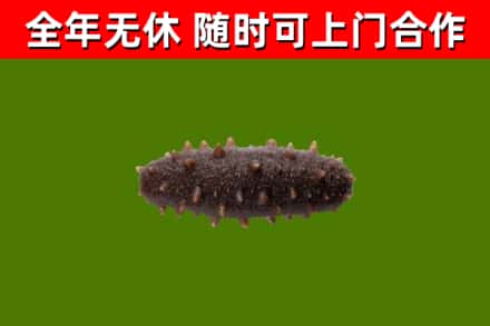 木里县烟酒回收干海参.jpg